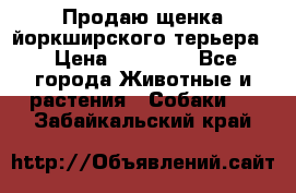 Продаю щенка йоркширского терьера  › Цена ­ 20 000 - Все города Животные и растения » Собаки   . Забайкальский край